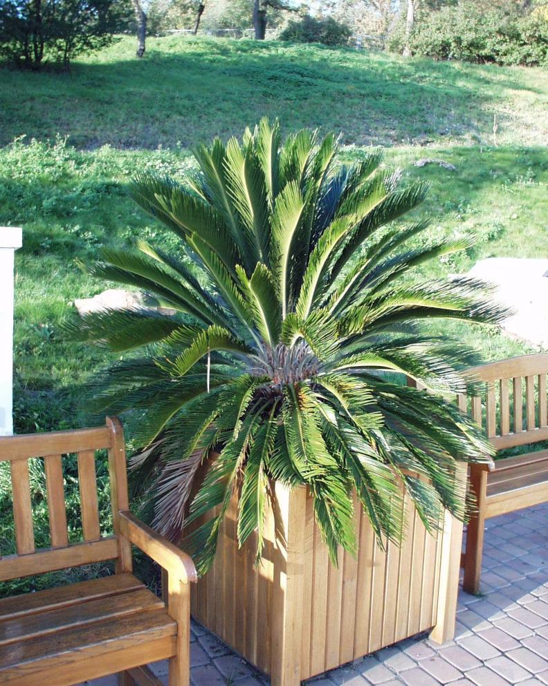 č. Cycadaceae Cycas revoluta - cykas r.