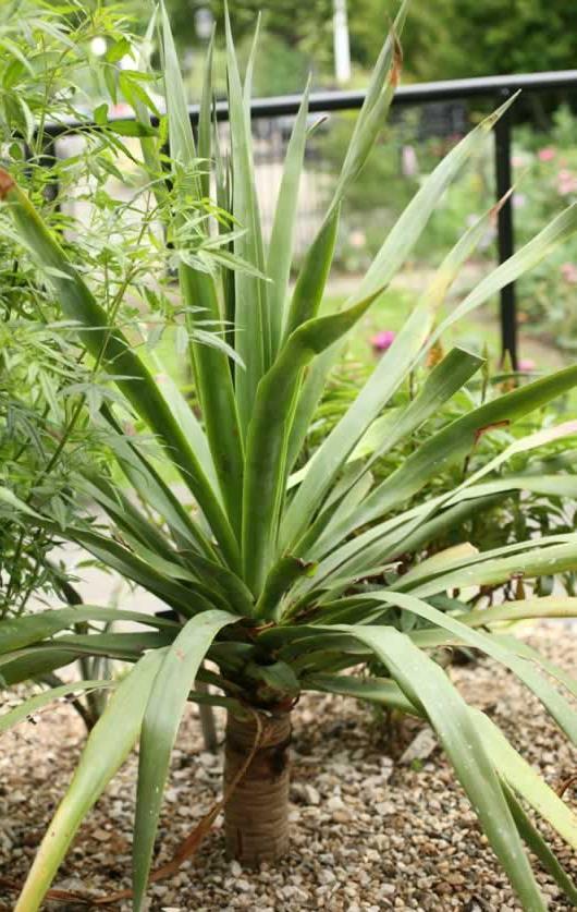 č. Asparagaceae Dracaena draco -