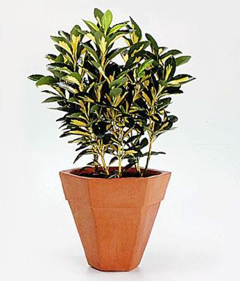 Euonymus japonicus č.