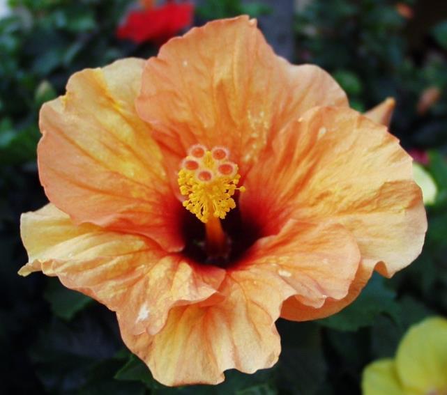 Hibiscus rosa-sinensis č.