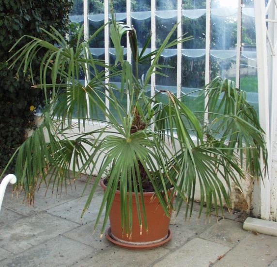 Chamaerops humilis č.