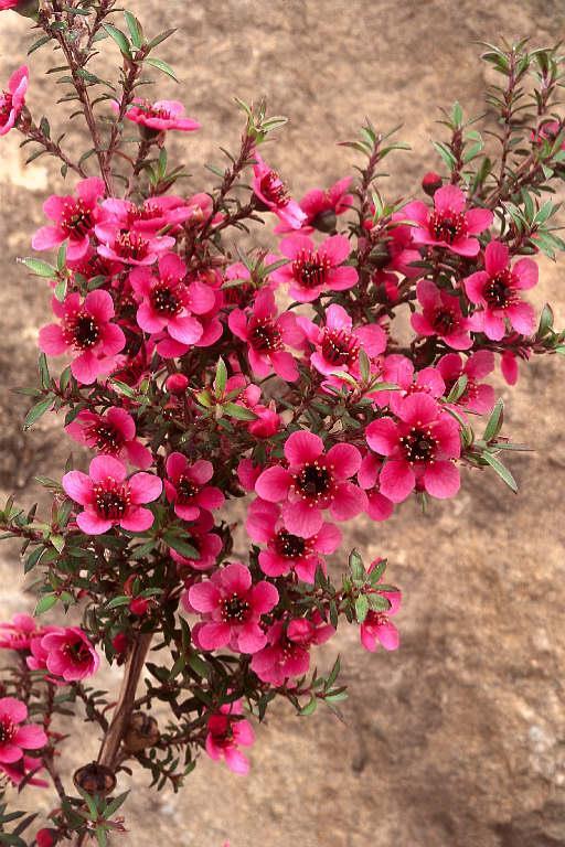 Leptospermum č.