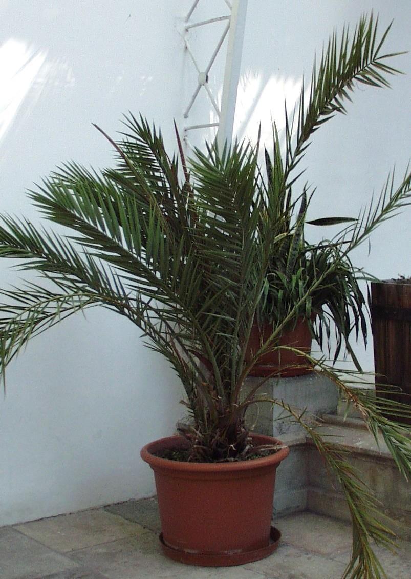 Phoenix canariensis č. Arecaceae - datlovník P.