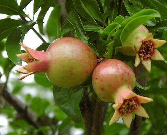 č. Lythraceae Punica granatum -