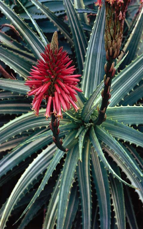 Aloe arborescens - aloe č.