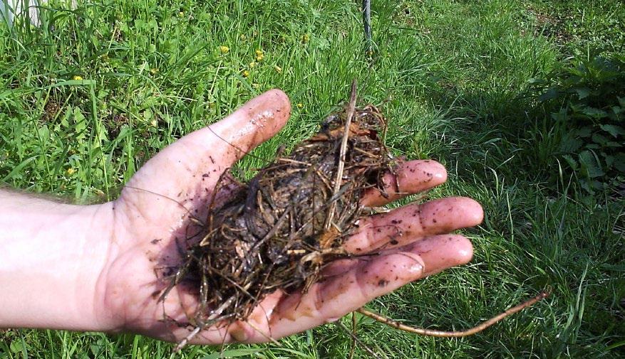 Překopáním kromě provzdušnění zajistíme i důkladné promíchání všech kompostovaných materiálů, čímž se zajistí rovnoměrnější rozklad. Platí i to, že každé prokopání urychluje rozklad.