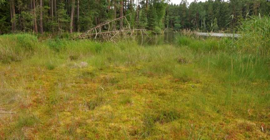 Drosera rotundifolia