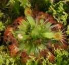 Drosera Většinou víceleté byliny s přízemní listovou růžicí, vzácně popínavé rostliny, ojediněle rostliny s kmínkem ze starých odumřelých listů Velikost od několika málo milimetrů v průměru