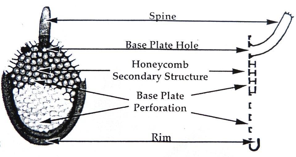 který je apikálním výběžkem šupiny. Na bázi ostnu je otvor bazální desky (base plate hole).