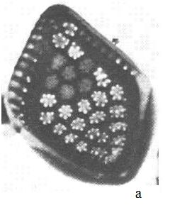 Harris (1970) in Asmund et al. (1982) popisovala také jakési nedokonalé formy M. pumilio. Později Asmund et al. (1982) konstatovali, že se jednalo o M. alata.