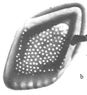 munda (Asmund et al. 1982). Zjistilo se totiž, že popisy pro M. pumilio, prezentované ve dvou různých studiích (Asmund 1959 a Harris & Bradley 1957), se liší.