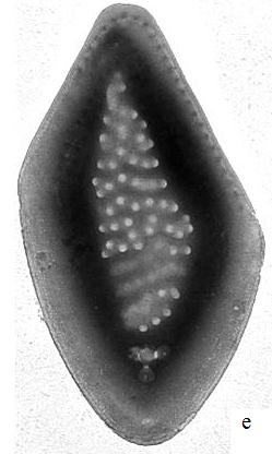 V současnosti jsou rozlišovány Mallomonas pumilio, Mallomonas pumilio var. munda, Mallomonas pumilio var. silvicola. Mallomonas alata a Mallomonas alata var.