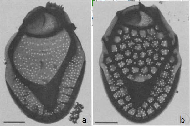 Mallomonas crassisquama, Mallomonas acaroides Již Asmund (1959) popsala Mallomonas acaroides var. crassisquama jako druh vykazující variabilitu. Všímala si rozdílných ostnů při různých odběrech.
