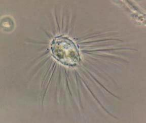 U Synurophyceae byla nalezena jaderná membrána pevně vázaná na chloroplastové endoplasmatické retikulum.