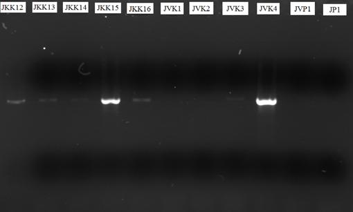 Obrázek III. 1. Výsledek PCR 3 Tentokrát, jak dokumentuje (Obr. III. 1.), vyšly pouze 2 kmeny (JKK15, JVK4). d) PCR 4 Potom jsem přešel na amplifikaci rbcl genů.