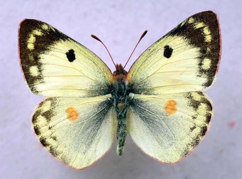 Ohniváček modrolesklý Lycaena alciphron