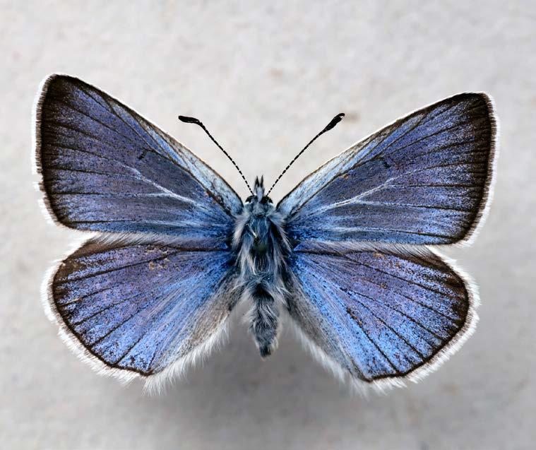 Modrásek ušlechtilý Polyommatus amandus (Schn.), samice, Vítanov, 3.7.1988. Obr. 10. Ohniváček celíkový Lycaena virgaureae (L.), samice, Pastviny, 26.7.1999.