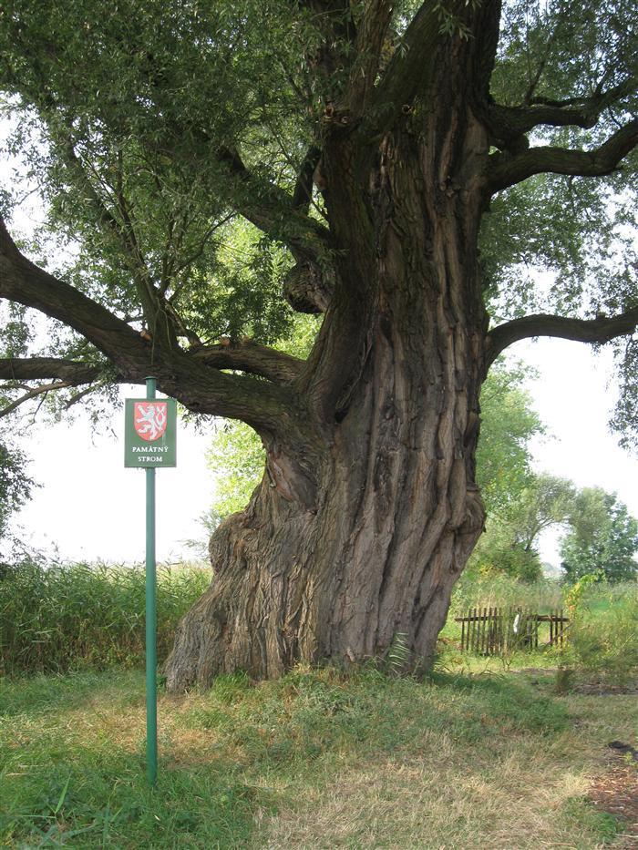 6.2 Památné stromy V řešeném území se nachází památný strom Vrba bílá (Salix alba), která roste na pozemku 187/18 na levém břehu Radotínského potoka, v nadmořské výšce 335 m n.m. Pro svoji výjimečnost byla vyhlášena zákonem 14.