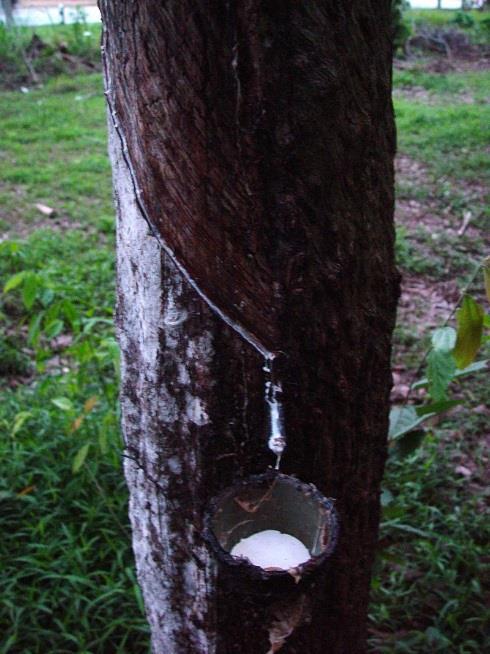 Základní přírodní polymery -kaučuk: z mlékovité šťávy LATEX v některých rostlinách (průmyslový význam strom Hevea brasiliensis) získání suchého kaučuku: -vymražením -odpařením -vysrážením (k.