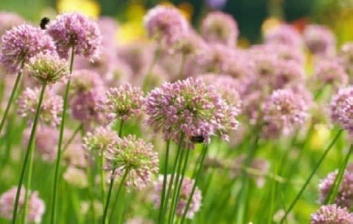 LEVANDULE LÉKAŘSKÁ (LAVANDULA OFFICINALIS) Majoránka zahradní - tradiční bylinka naší kuchyně, bez které se neobejde nejeden český pokrm (guláše, luštěniny, bramboráky aj.