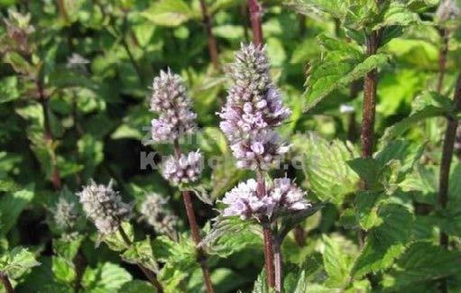 Čaj z majoránky může dokonce pomoci při bolestech hlavy nebo nachlazení. BAZALKA PRAVÁ (OCIMUM BASILICUM) MEDUŇKA LÉKAŘSKÁ (MELISSA OFFICINALIS) Bez meduňky lékařské neexistuje bylinkový záhon.