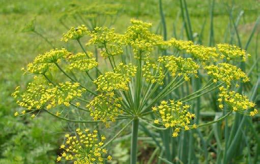 Zelenou petrželku používáme do pokrmů krátce před dokončením. KOPR VONNÝ (ANETHUM GRAVEOLENS) Saturejka je významná bylina nejen naší kuchyně. Bez ní se neobejdou luštěniny, pizza nebo dušená masa.