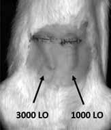 Transplantation and imaging of pancreatic (Langerhans) islets (LO) labeled by nanoparticles for multimodal imaging.