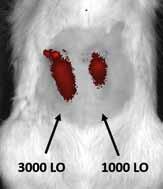 1,000 and 3,000 pancreatic islets were transplanted into the left (on the right side of the photograph) or into the right scaffold respectively. B fluorescence imaging of the islets in vivo.