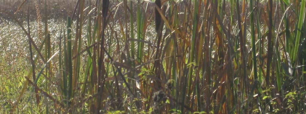 Typha