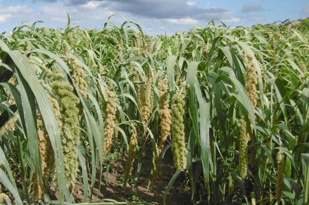 Nová odrůda pšenice jednozrnky (Triticum monococcum) RUMONA Tato perspektivní odrůda pšenice jednozrnky rozšiřuje možné portfolio pěstovaných plodin pro zemědělskou praxi k využití pro organické i