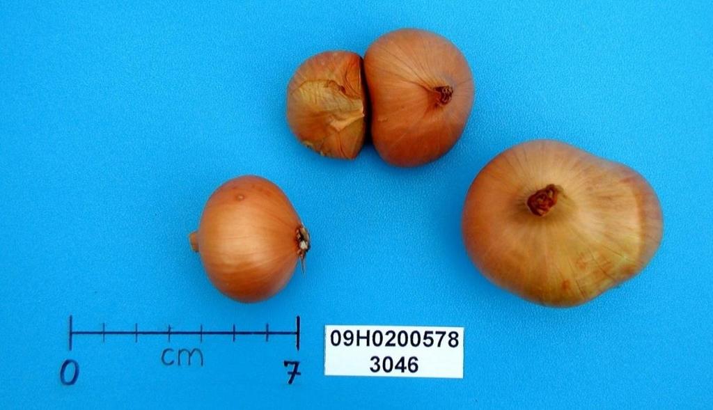 Monitoring výskytu virů v české kolekci genetických zdrojů šalotky Česká kolekce genetických zdrojů šalotky (122 položek) byla metodou DAS-ELISA testována na přítomnost čtyř virů - OYDV, LYSV, GCLV a