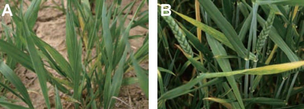 Fraňková, M.; Stejskal, V.; Aulický R.; 2017: Suppression of food intake by house mouse (Mus musculus) following ingestion of brodifacoum-based rodenticide bait.