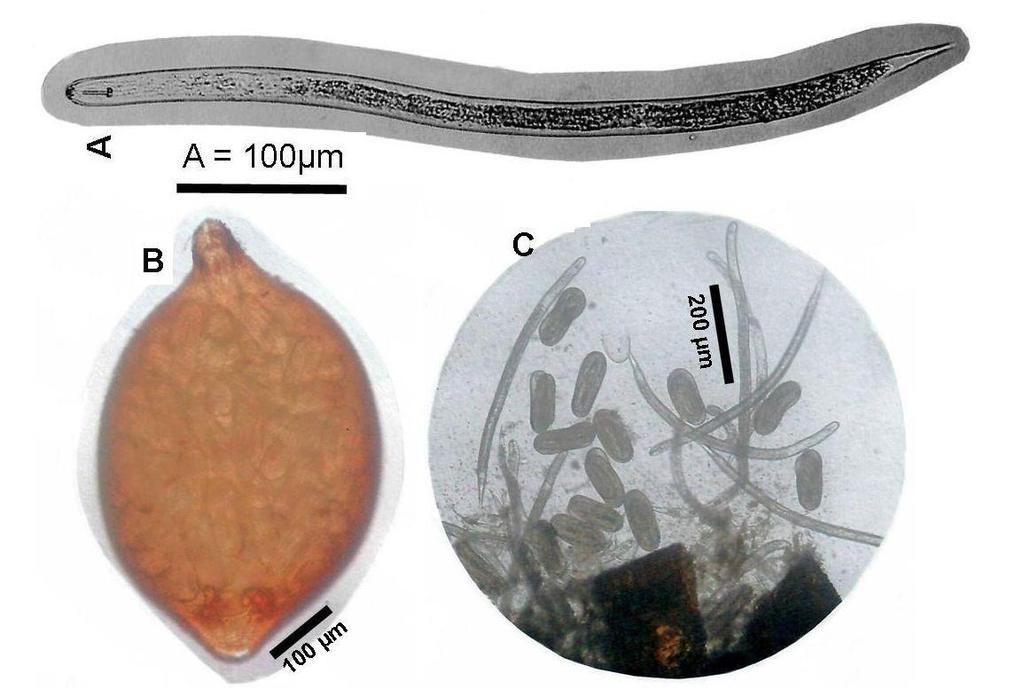 Obrázek: Háďátko ovesné (Heterodera avenae). A: Larva; B: Cysta; C: Prasklá cysta s vajíčky a larvami.