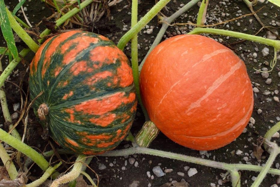 Hodnocení rezistence tykví 'Hokkaido' k viru žluté mozaiky cukety (ZYMV) Oranžové tykve 'Hokkaido' jsou náchylné k viru žluté mozaiky cukety (ZYMV).