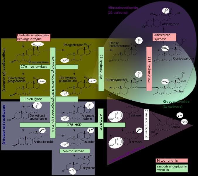 Obr. 6. Schéma metabolismu steroidních látek. Zdroj: http://en.wikipedia.org/wiki/file:steroidogenesis.svg 3.1.6. Porovnání činnosti HPA osy u potkanů a myší Při porovnávání aktivity HPA osy různých živočišných druhů nacházíme různé odlišnosti, což není příliš překvapující.