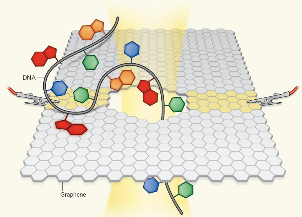 Science 324, 1530-4(2009). Schedin, F. et al. Detection of individual gas molecules adsorbed on graphene. Nature Mat. 6, 652-5(2007). Yang, W. et al. Carbon nanomaterials in biosensors: should you use nanotubes or graphene?