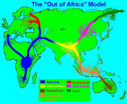 Teorie původu moderního člověka Ouf of Africa AMČ pochází z africké populace, která před 50000-60 000 lety migrovala z Afriky, osídlila zbytek světa a zcela