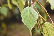 Betula pendula Betula pendula Betula pendula Betula pendula Betula pendula Betula