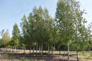 ZB 1. Carpinus betulus Carpinus betulus Carpinus betulus 20-25 zavět. ZB Carpinus betulus 20-25 zavět.