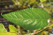 Corylus/Líska 2.200,- Corylus colurna Corylus colurna Corylus colurna Corylus colurna 2.