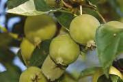 Malus/Jablon Malus floribunda Malus floribunda Malus floribunda Malus floribunda Malus Golden Hornet Malus Golden Hornet Malus Golden Hornet Malus Golden Hornet Malus Golden