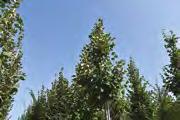 Tilia/Lípa Tilia europaea Pallida Tilia europaea Pallida Tilia europaea Pallida Tilia europaea Pallida Tilia europaea Pallida Tilia europaea Pallida Tilia europaea Pallida Tilia europaea Pallida