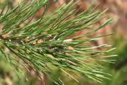 Juniperus/Jalovec Picea omorika Picea omorika Picea omorika 350+