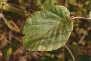 Aronia melancorpa Zboží Velikost Cena Aronia