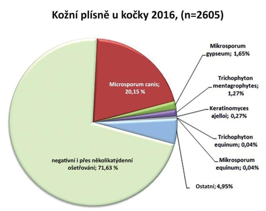 Strana 1 ze 5 Info 8/2017 Dermatofyta v domácnosti s větším počtem koček Výchozí pozice U našich koček je dermatofytóza relativně častá.