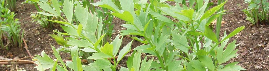 řapíkatý, který nevytváří hlízu, ale mnoho silných řapíků, které se bělí a používají jako jemná zelenina; celer listový,