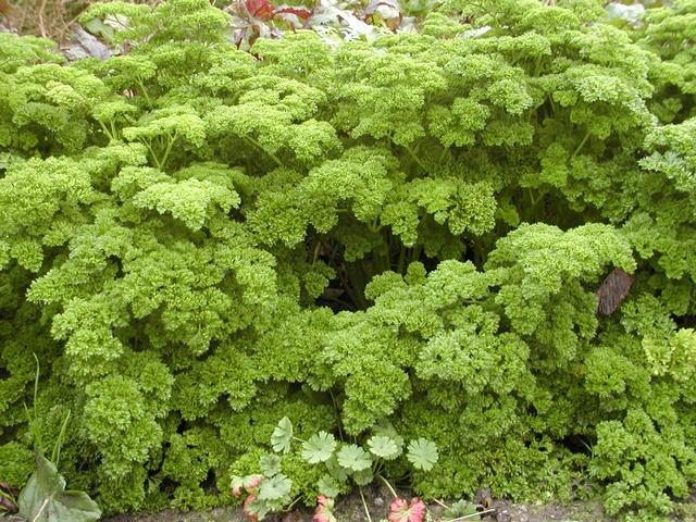 3.2.2.17 Petržel zahradní Petroselinum crispum Mill., Apiaceae Popis: petržel je dvouletá až víceletá rostlina, která může dorůstat až 70 cm.