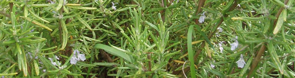 , Brassicaceae Popis: tato jednoletá rostlina má vstřícné, čárkovité listy. Je to rostlina vysoká až 30 cm. Kvete bíle až narůžověle.