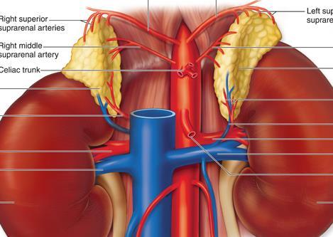 úvod retroperitoneum,