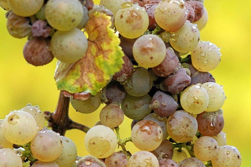 Zrání hroznů se projevuje i změnou zabarvení bobulí. Zelený chlorofyl postupně ubývá a bobule se zbarvují do žluto-zelena nebo zlato-zelena.